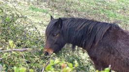 A friendly horse by the cycle path near Heligan